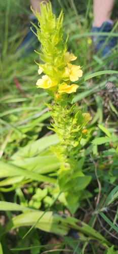 Image of Alectra sessiliflora by (c) Suvarna Parbhoo Mohan, some rights reserved (CC BY-SA)