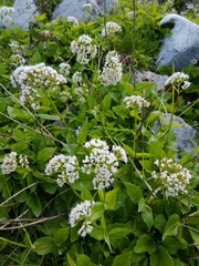 Valeriana montana