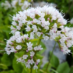 Valeriana montana