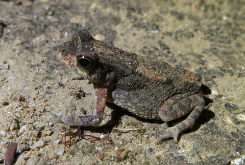 Black-chested Dwarf Toad, Mertensophryne taitana