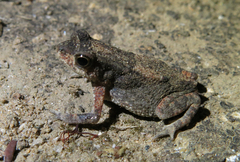 Taita Toad