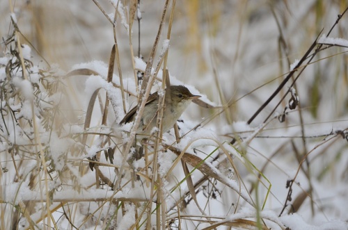 Blyth's Reed Warbler, Приволжский р-н, Казань, Респ. Татарстан, Россия, photo 7 of 10