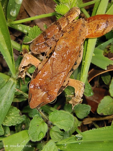 Chaochiao Brown Frog