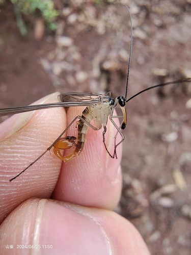 Neopanorpa brisi