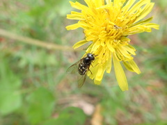 Dasysyrphus intrudens