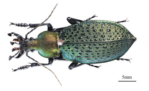 Carabus elysii