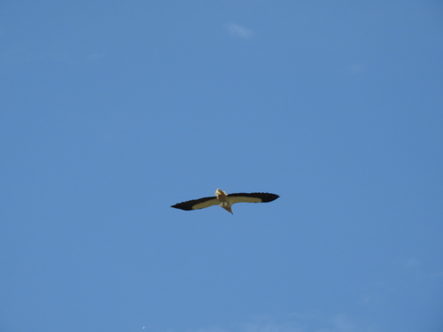Egyptian Vulture