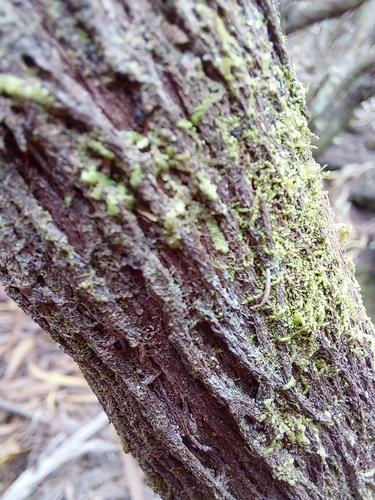 Lejeunea grossecristata