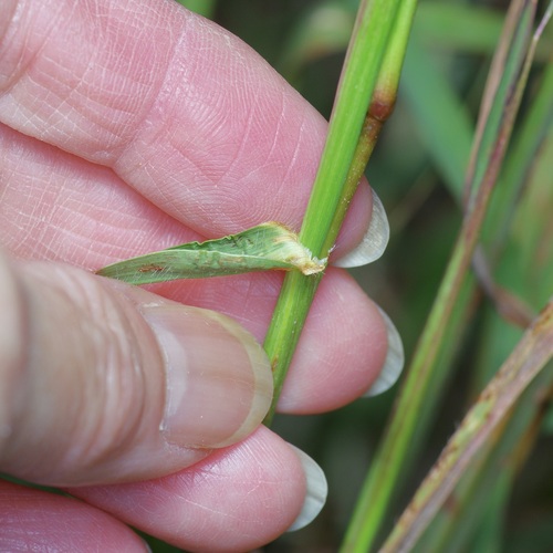 Bothriochloa bladhii