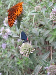 Eutrepsia inconstans