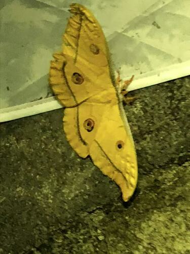 Japanese Silk Moth