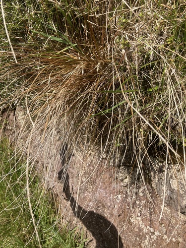 Image of Carex punicea by (c) Sarah Richardson, some rights reserved (CC BY)