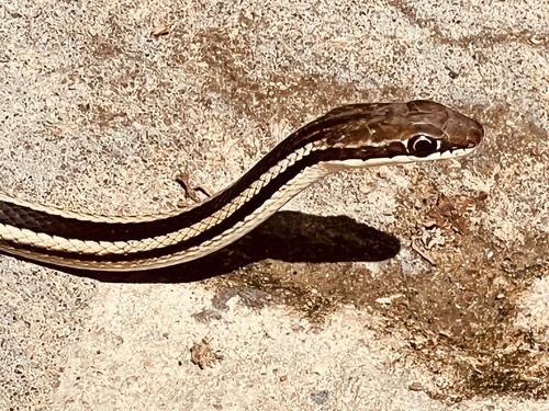 Bernier's Striped Snake