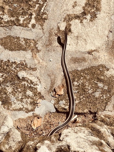 Bernier's Striped Snake