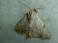 Apamea lithoxylaea