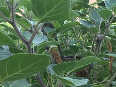 Coluber constrictor oaxaca