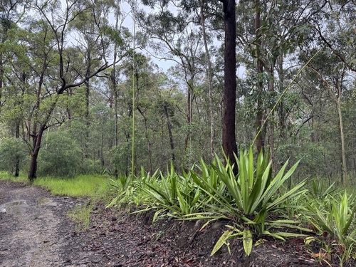 Furcraea foetida