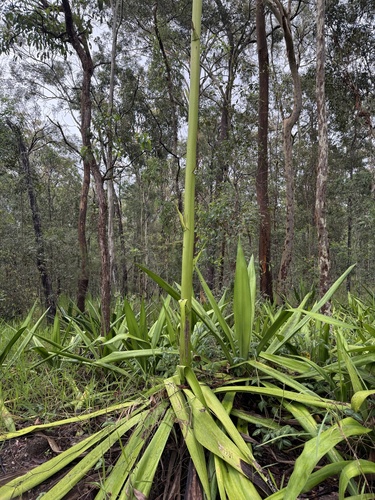 Furcraea foetida