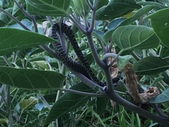 Coluber constrictor oaxaca