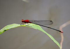 Pseudagrion pilidorsum declaratum