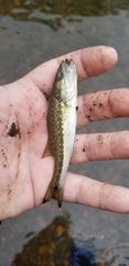 Micropterus henshalli