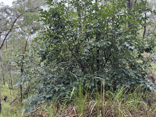 Image of Diospyros kaki by (c) Caleb Catto, some rights reserved (CC BY)