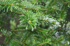 Abies homolepis