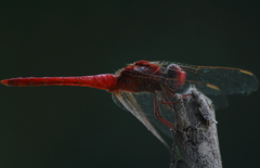 Crocothemis servilia