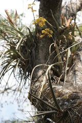 Trichocentrum brachyphyllum