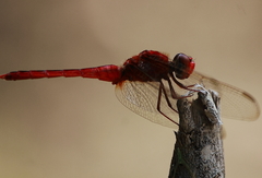 Crocothemis servilia