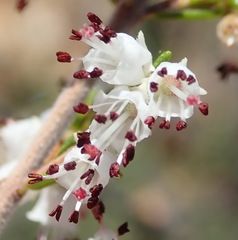 Erica simulans