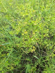 Euphorbia esula tommasiniana