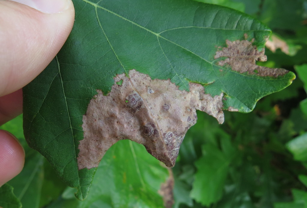 Abolladura del roble en una planta