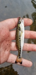 Micropterus henshalli
