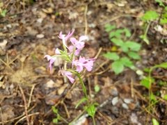 Platanthera peramoena
