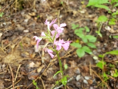 Platanthera peramoena