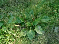 Plantago