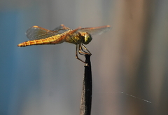 Brachythemis contaminata