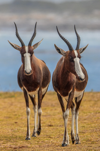 Bontebok/Blesbok, photo 7 of 10
