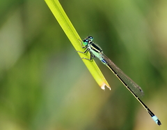 Ischnura senegalensis