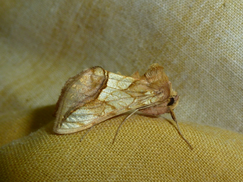 Panchrysia deaurata