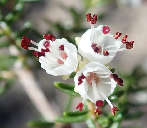 Image of Erica simulans by (c) Nicola van Berkel, some rights reserved (CC BY-SA)