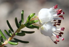 Erica simulans