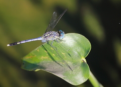 Diplacodes trivialis