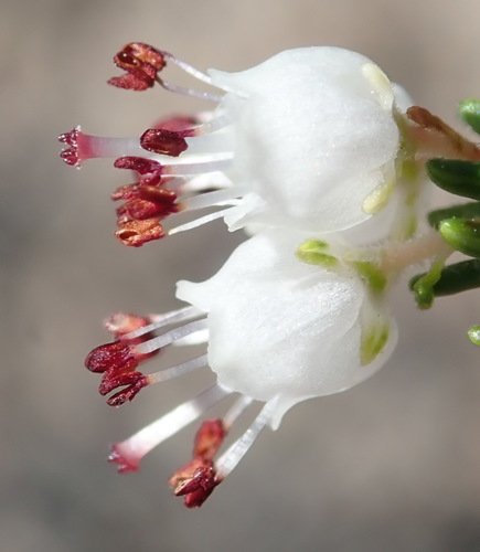 Image of Erica simulans by (c) Nicola van Berkel, some rights reserved (CC BY-SA)