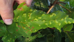 Neuroterus floccosus