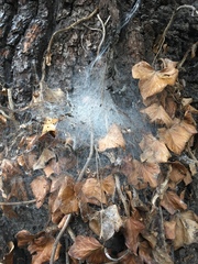 Thaumetopoea processionea