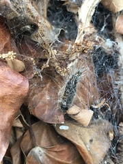 Thaumetopoea processionea