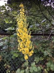 Verbascum speciosum