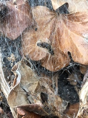 Thaumetopoea processionea